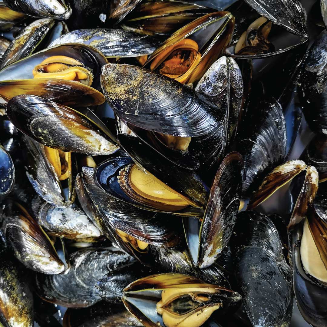 Galjeon Mussels